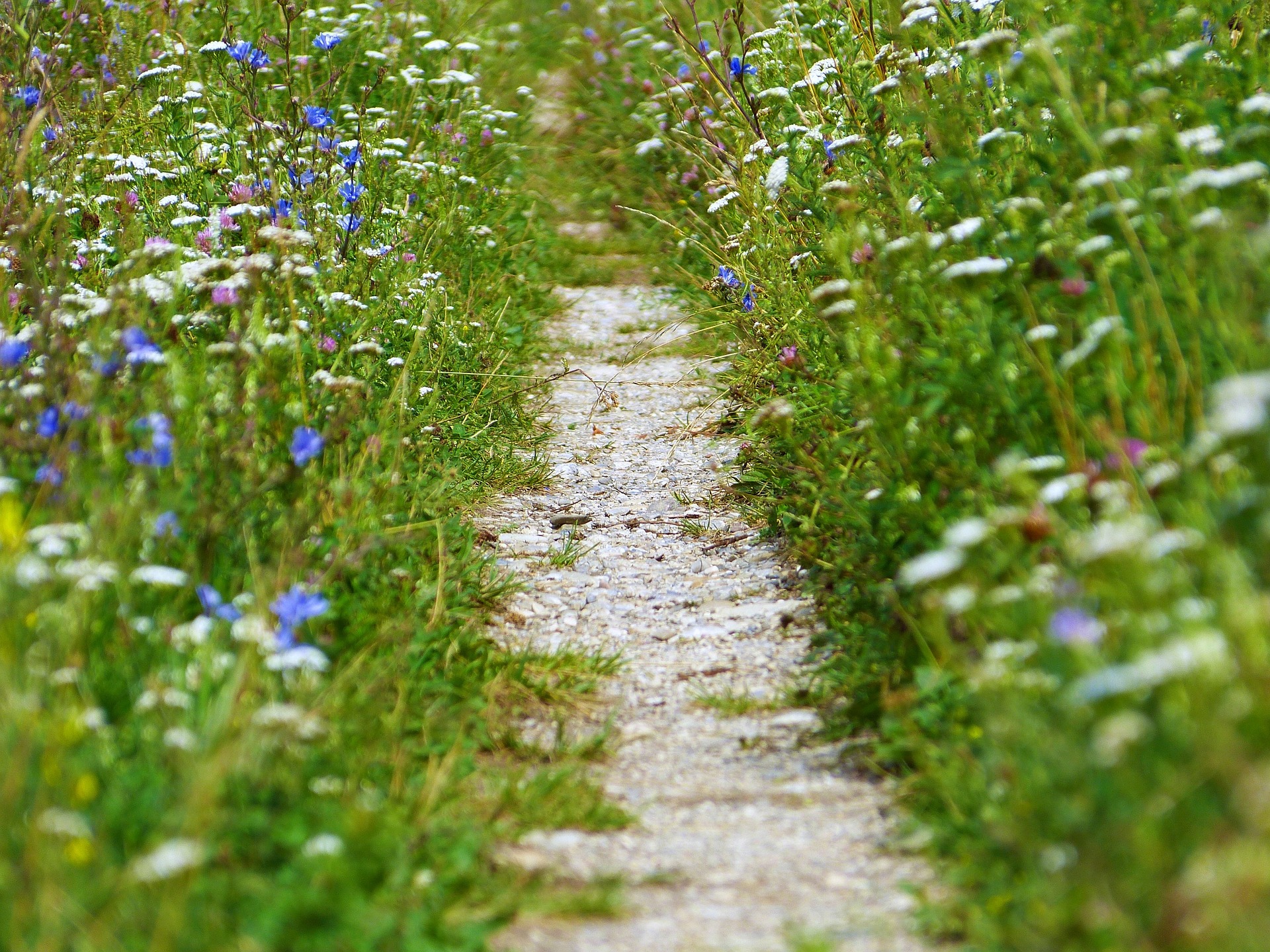 Mindful walk pathway